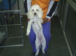 CADE MEU CACHORRO....MORTO ?
